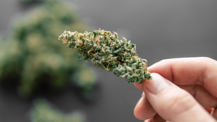 THCA Flowers In Raleigh: A Comprehensive Guide