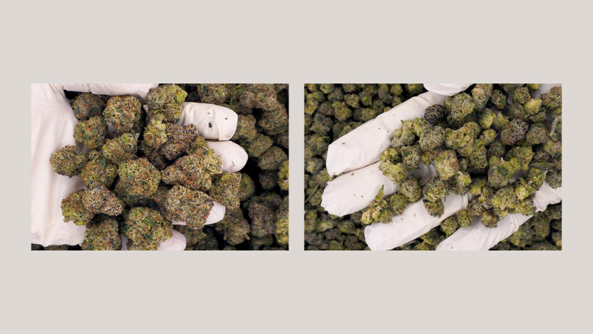 THCA Small Buds Vs Regular Buds: What’s The Real Difference?
