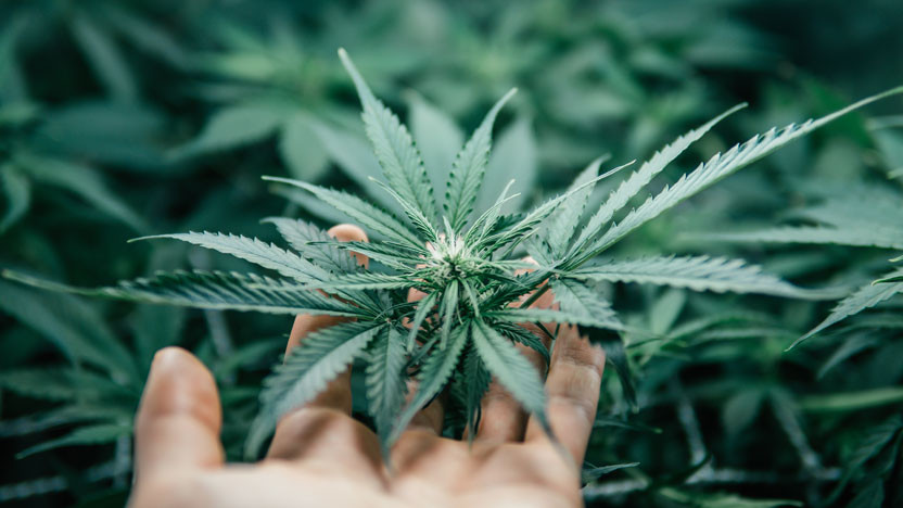 THCa Vs. CBD: What's The Difference?