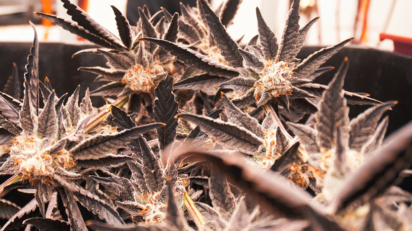 THCA Flower Delights Await You In Raleigh, NC