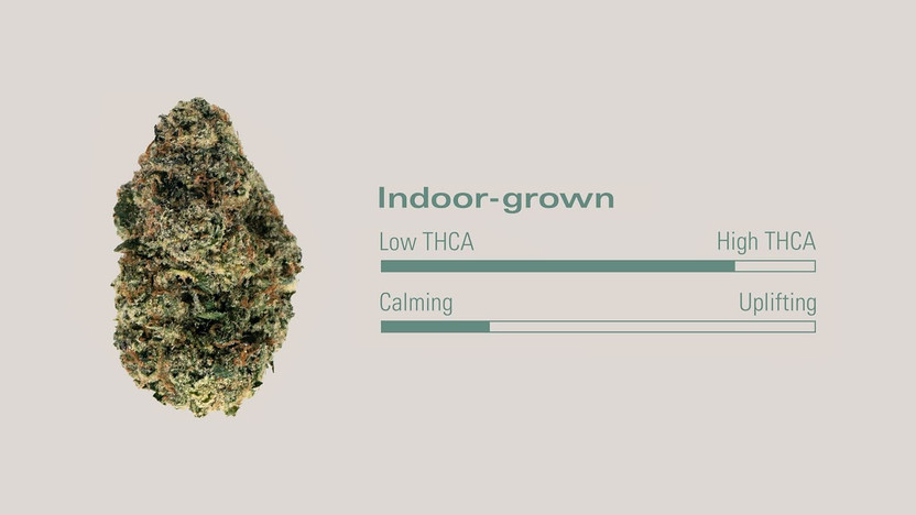 Gelato 33 Strain Review: Flavor, Effects, And What Sets It Apart