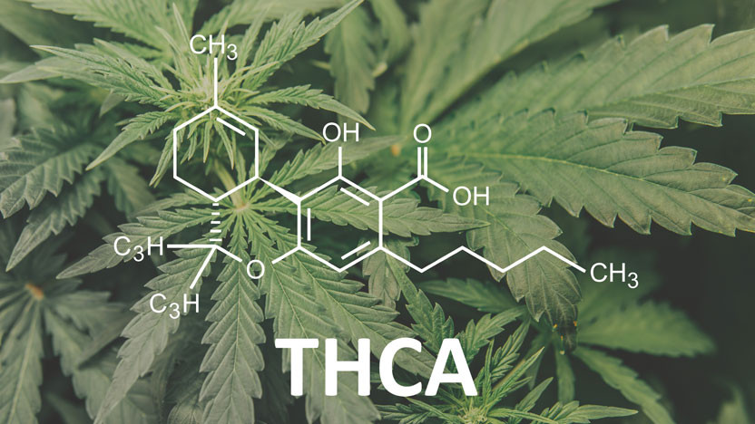 What Is THCa Flower and Is it Legal?