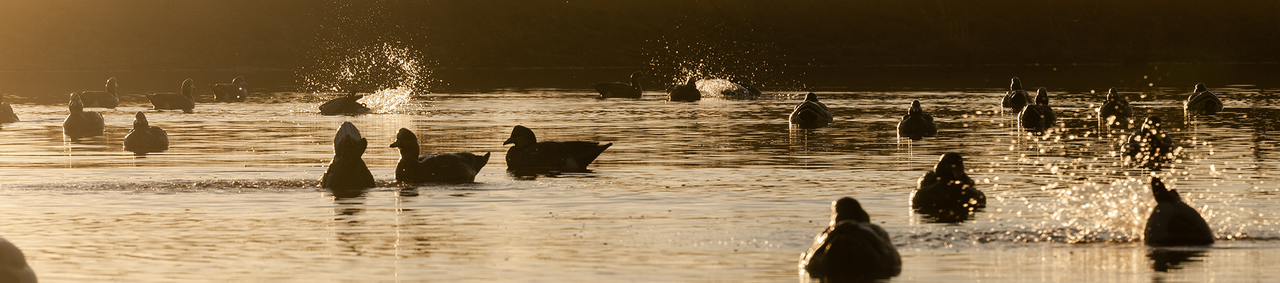 On-Water Motion