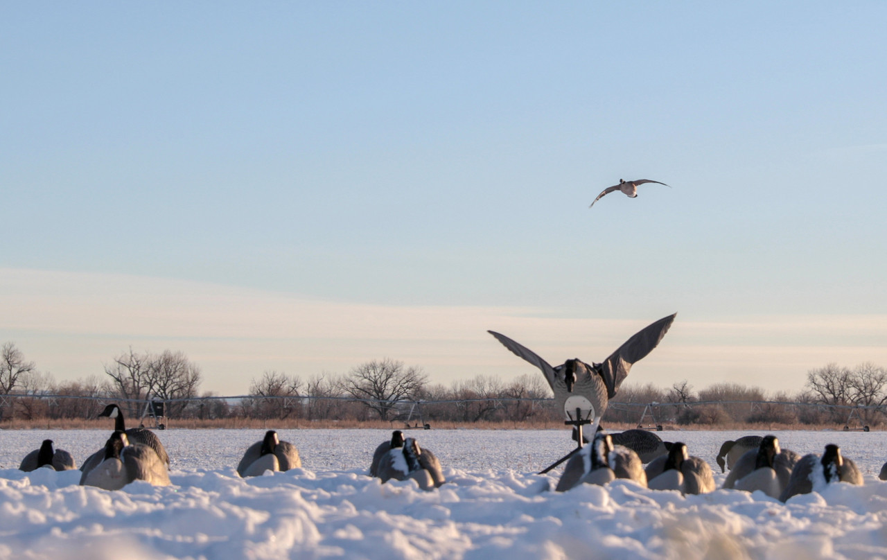 Lucky Duck Goose Flapper HDi - Thumbnail 5