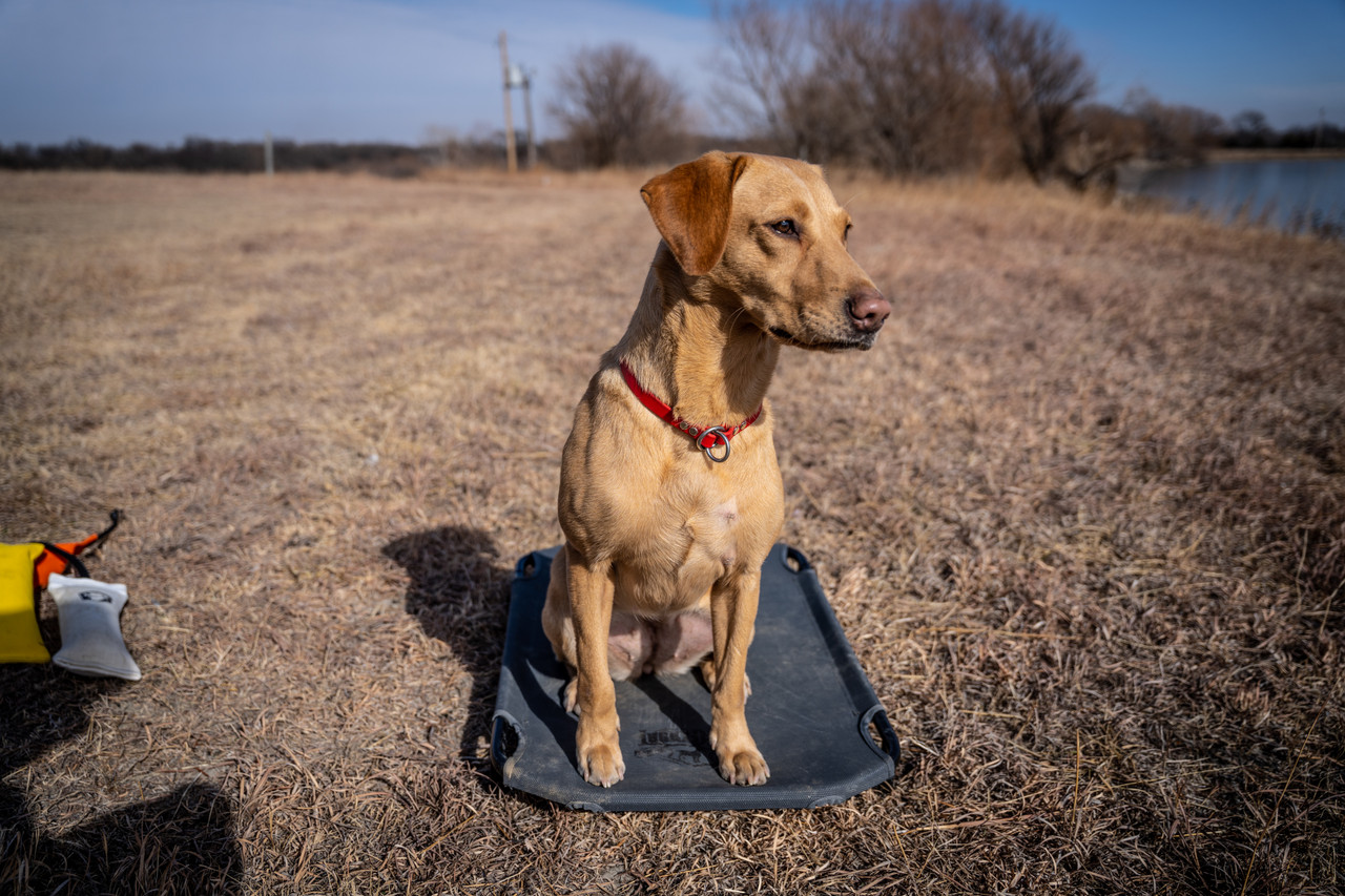 Kennel Cot Lucky Duck Premium Kennels