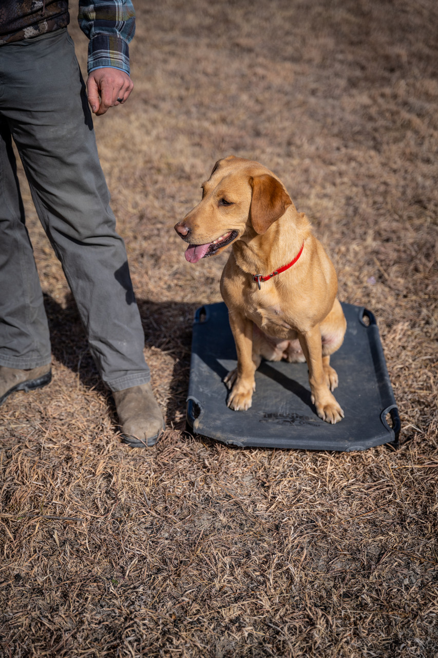 Pet Cot / Place-Board