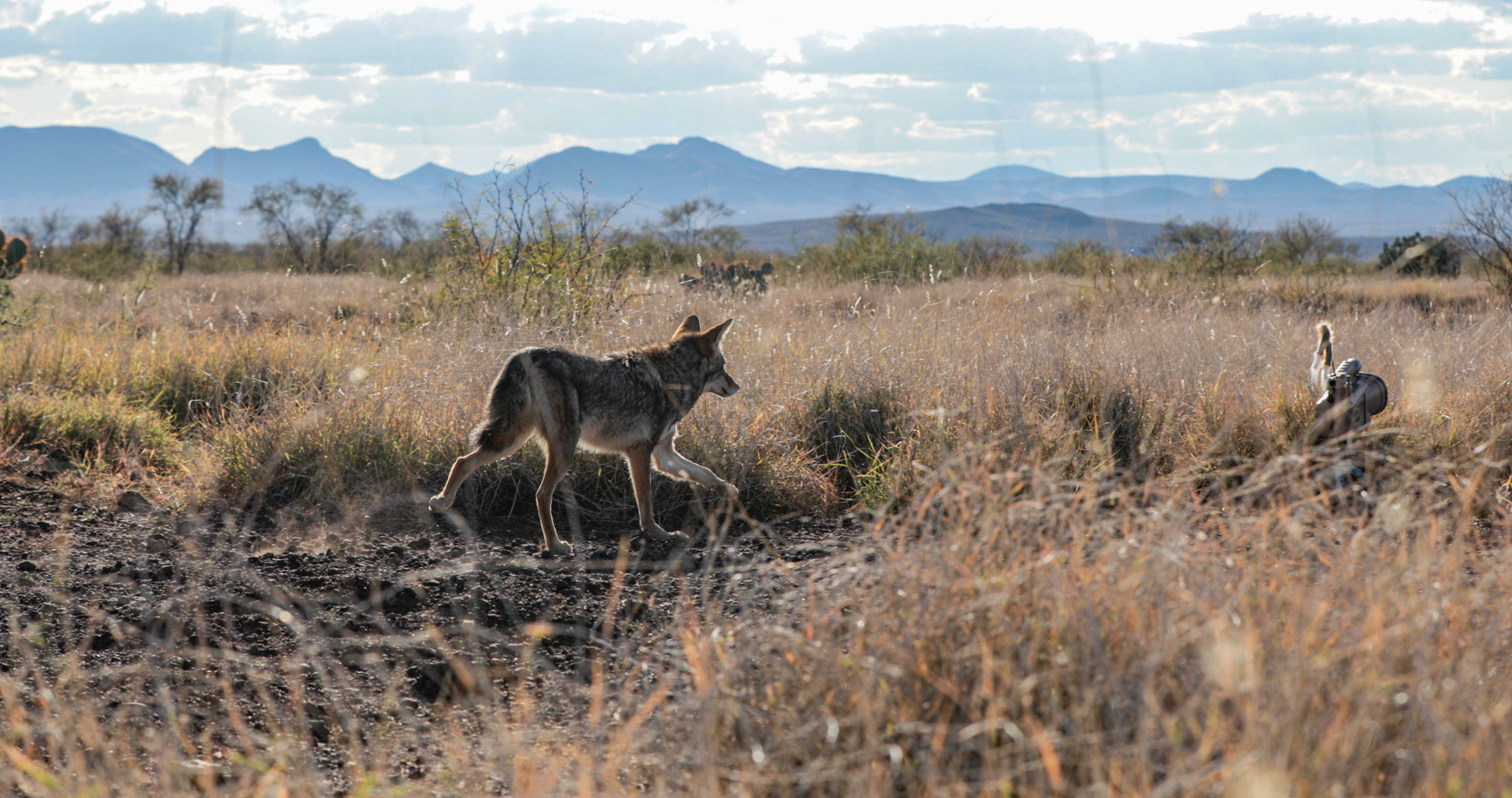 Lucky Duck E Callers
