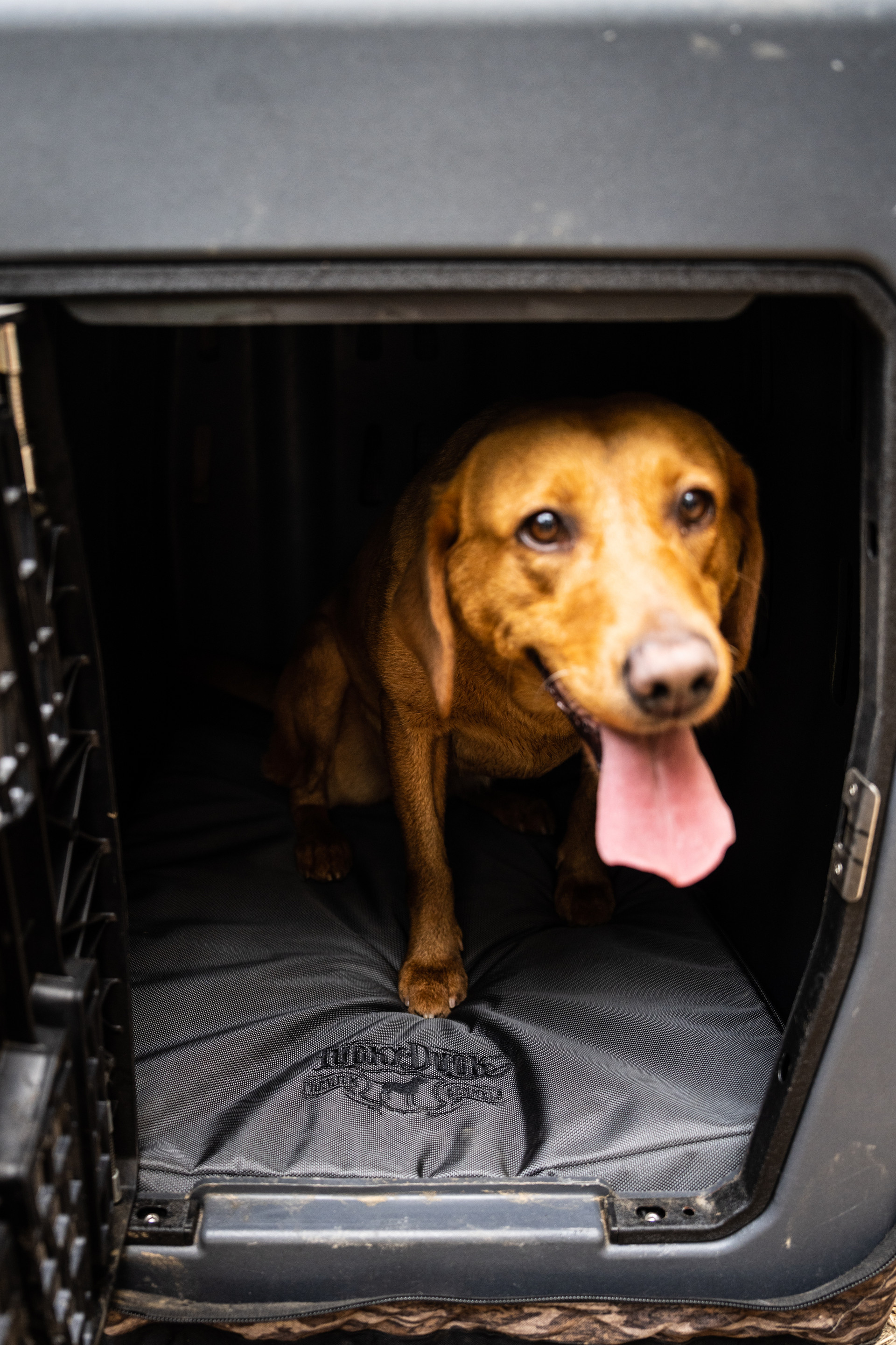 Kennel Pad Lucky Duck Premium Kennels