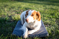 Lucky Kennel Comfort Pad - Medium