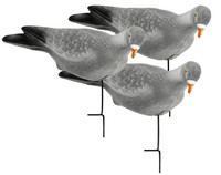 Pigeon 3 Pack