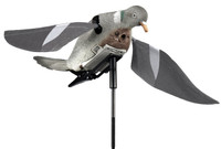 Rapid Flyer Pigeon