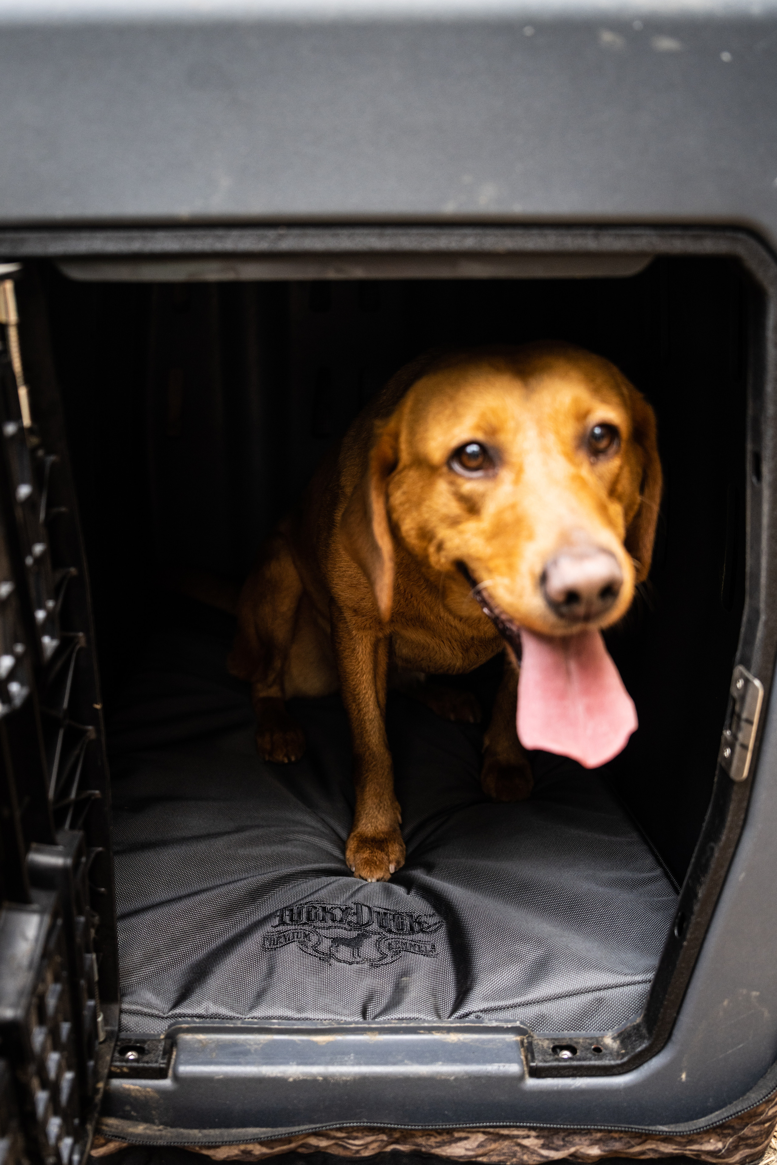 Kennel Pad Lucky Duck Premium Kennels