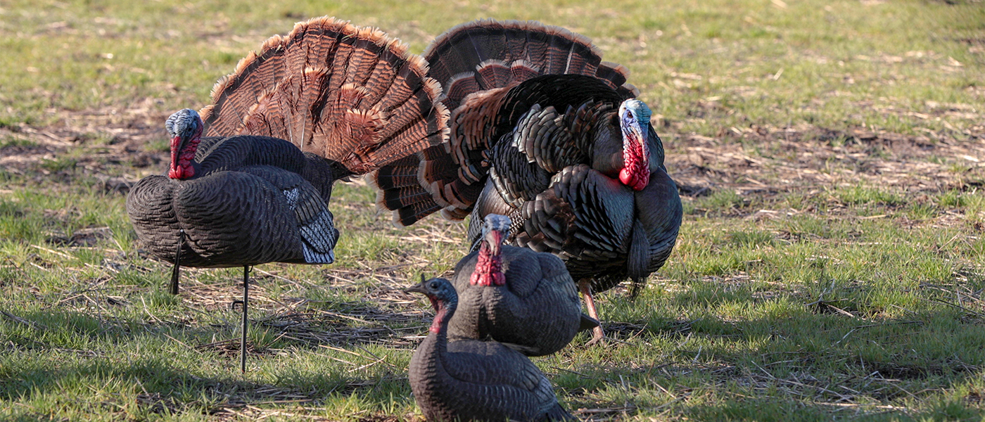 Luckys Yellow Rubber Ducky Inc