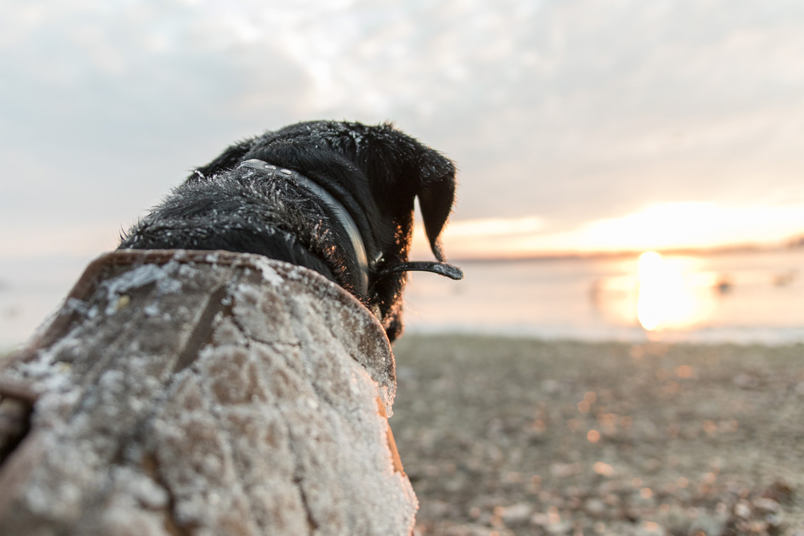 View of Keeping Your Dog Safe and Warm This Winter - Lucky Duck Decoys
