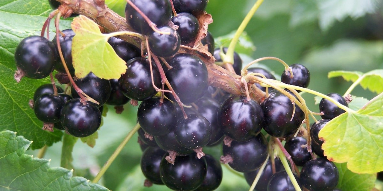 Blackcurrant bush - huge range of soft fruit plants available from R V Roger Ltd