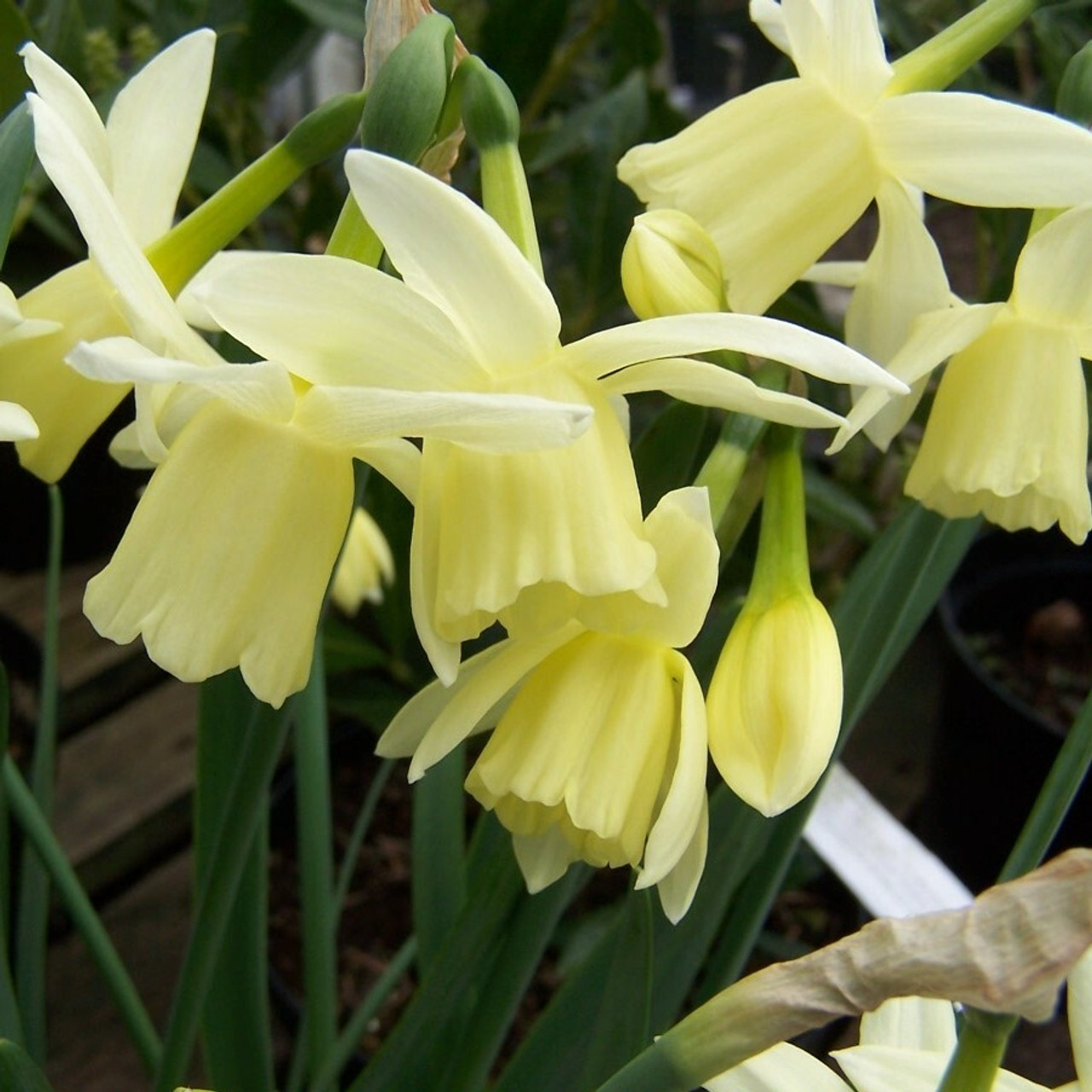 Division 5 - Triandrus Narcissus Division 5 - Triandrus Narcissus