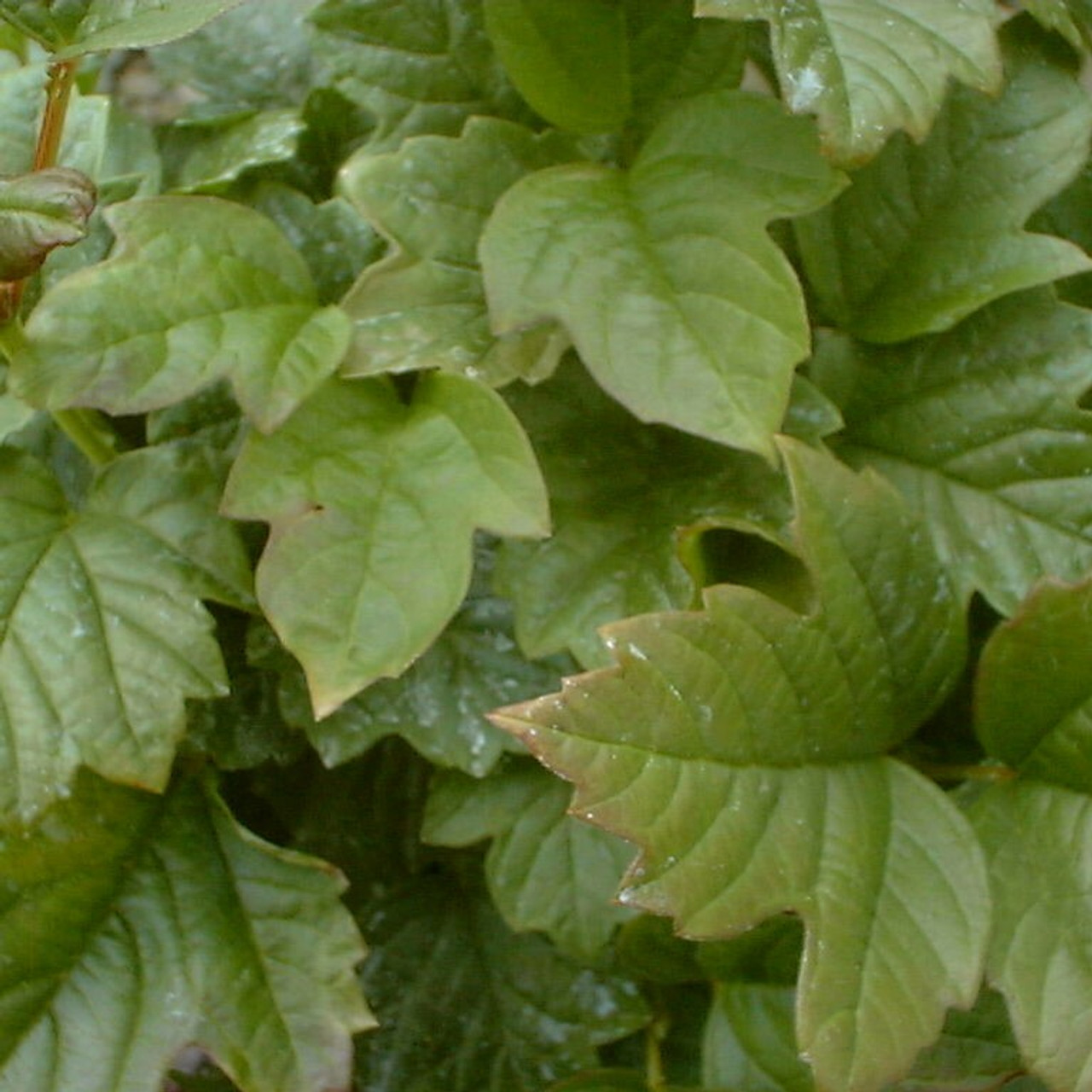 Viburnum opulus Viburnum opulus