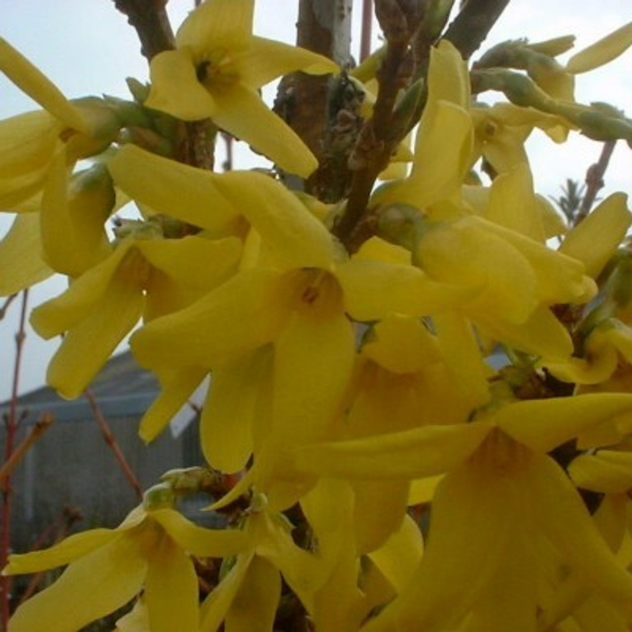 Forsythia