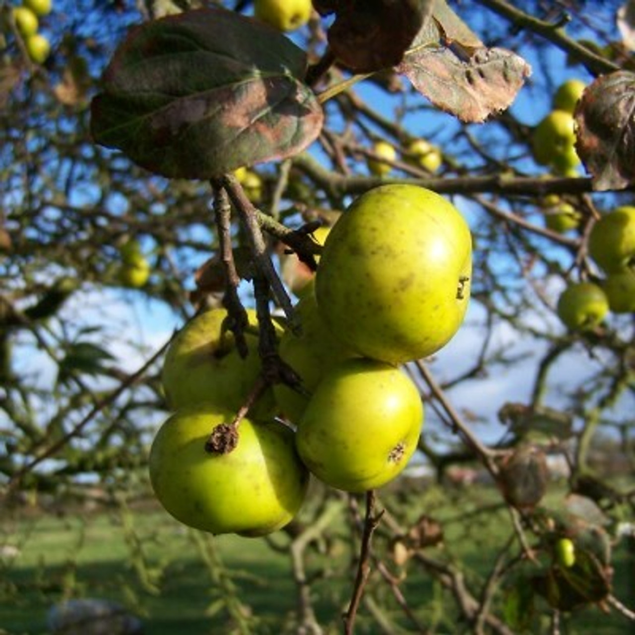 Crab Apple Crab Apple