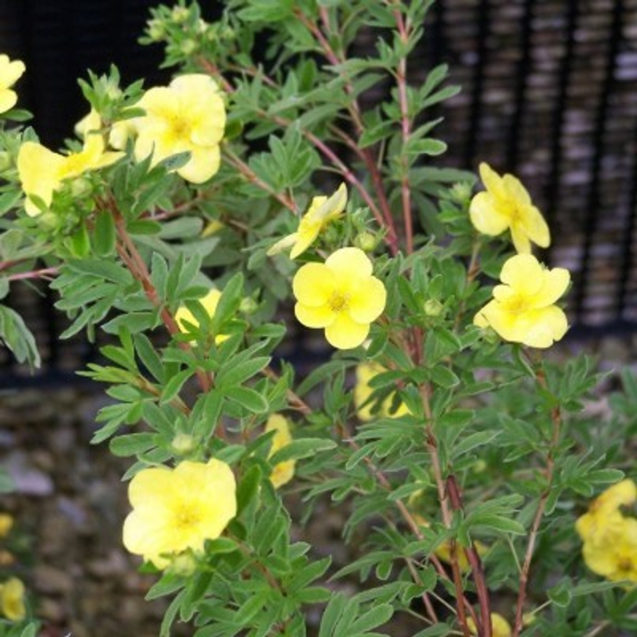 Potentilla