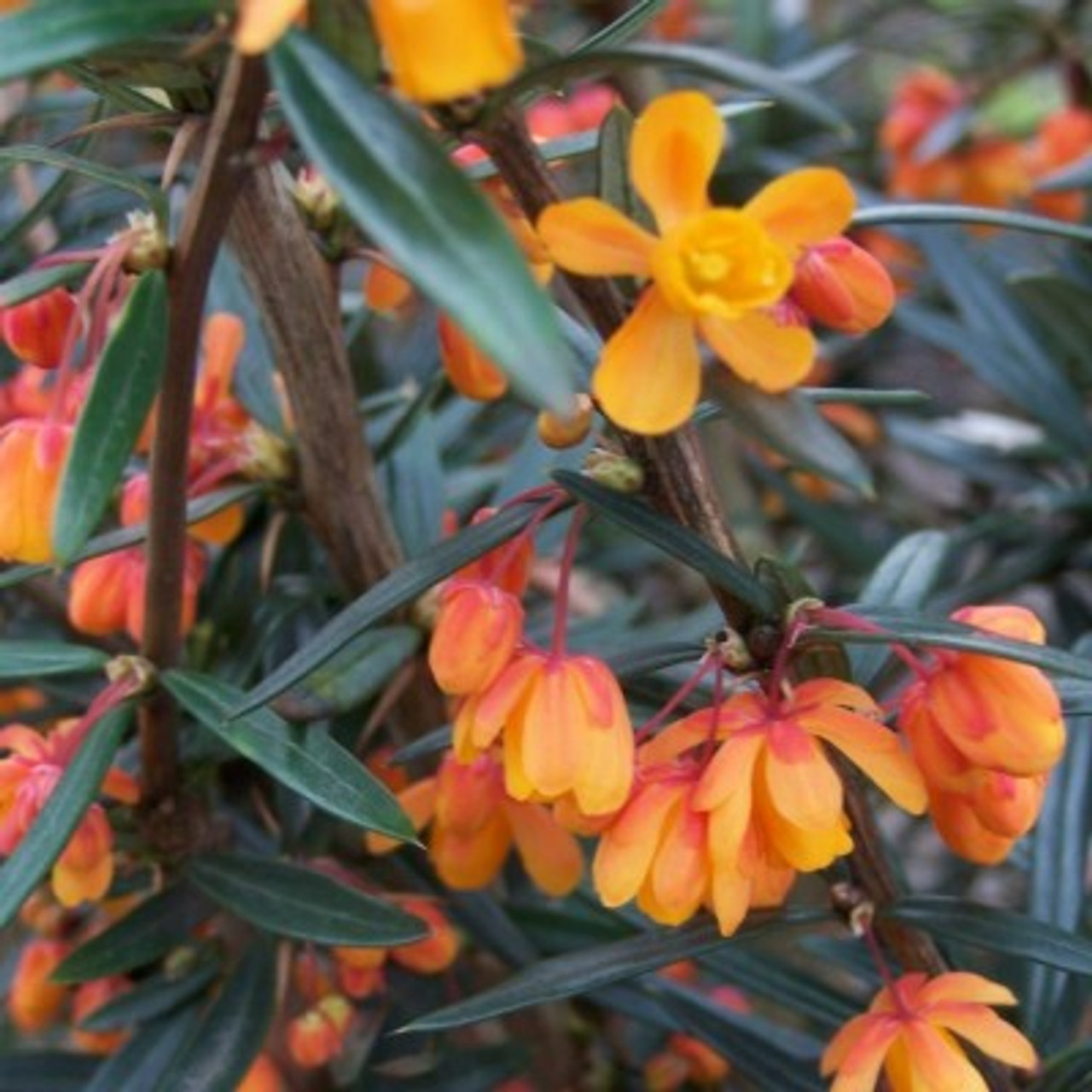 Berberis