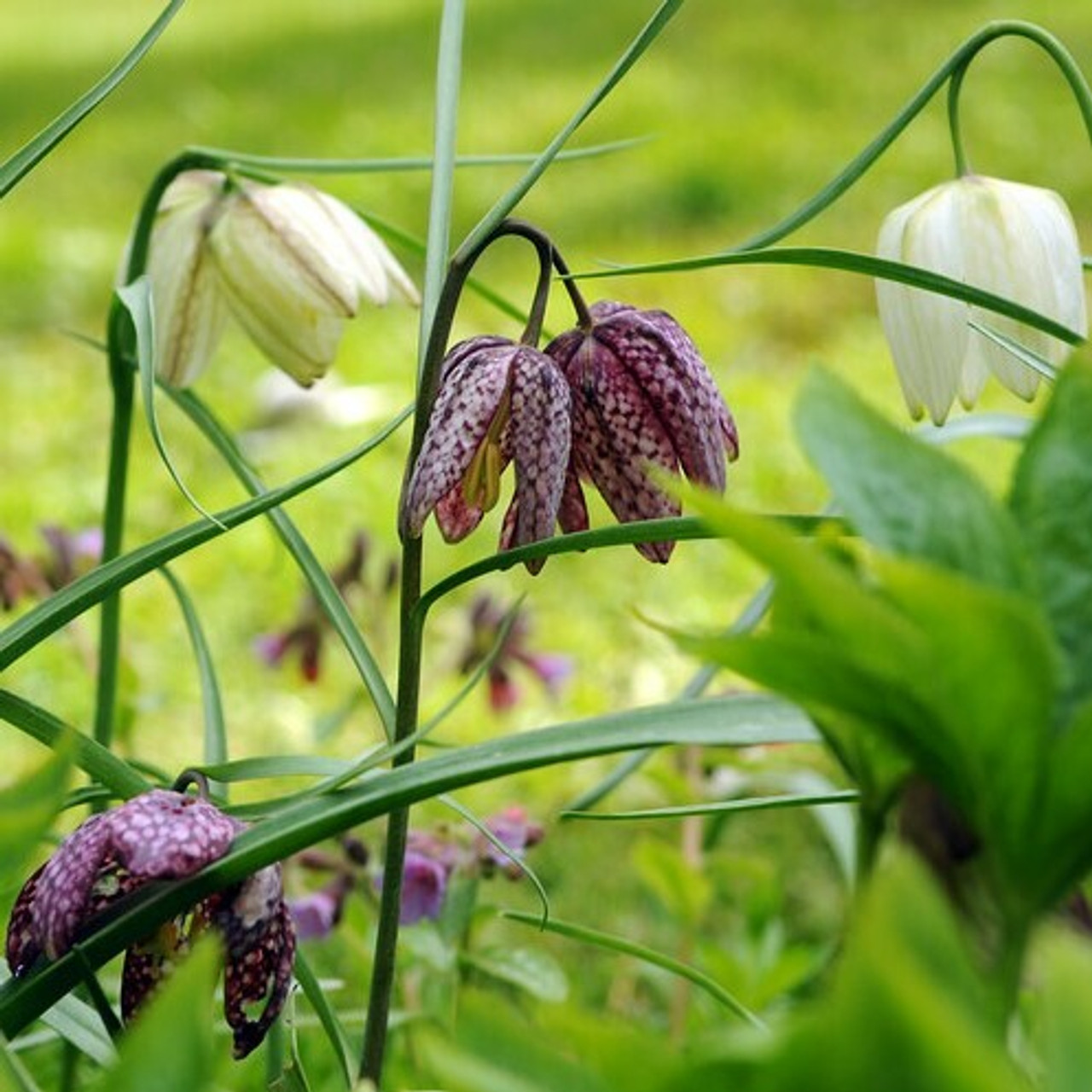 Species Fritillaria