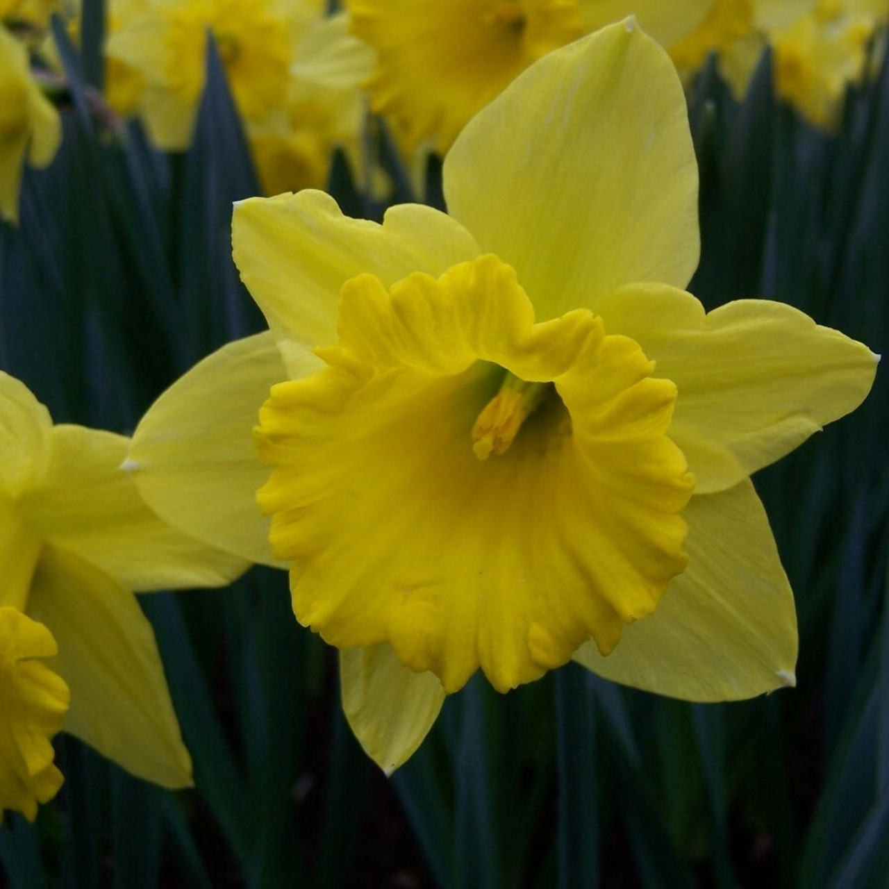 Division 1 - Trumpet Narcissus Division 1 - Trumpet Narcissus
