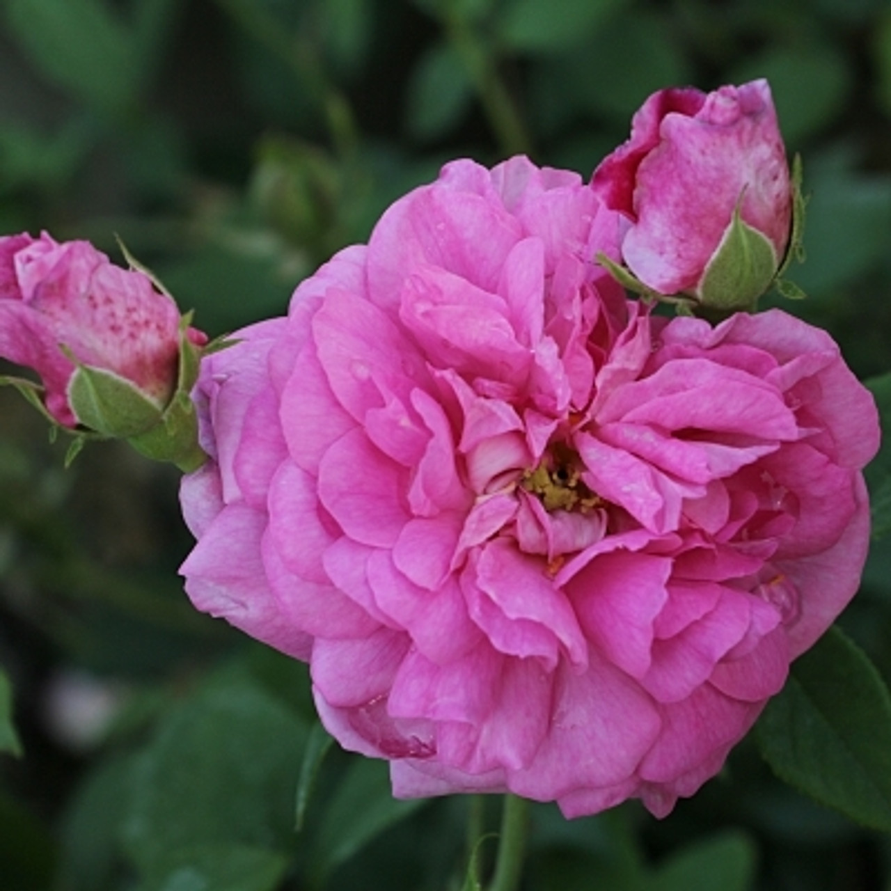 Damask Roses from RV Roger Ltd.