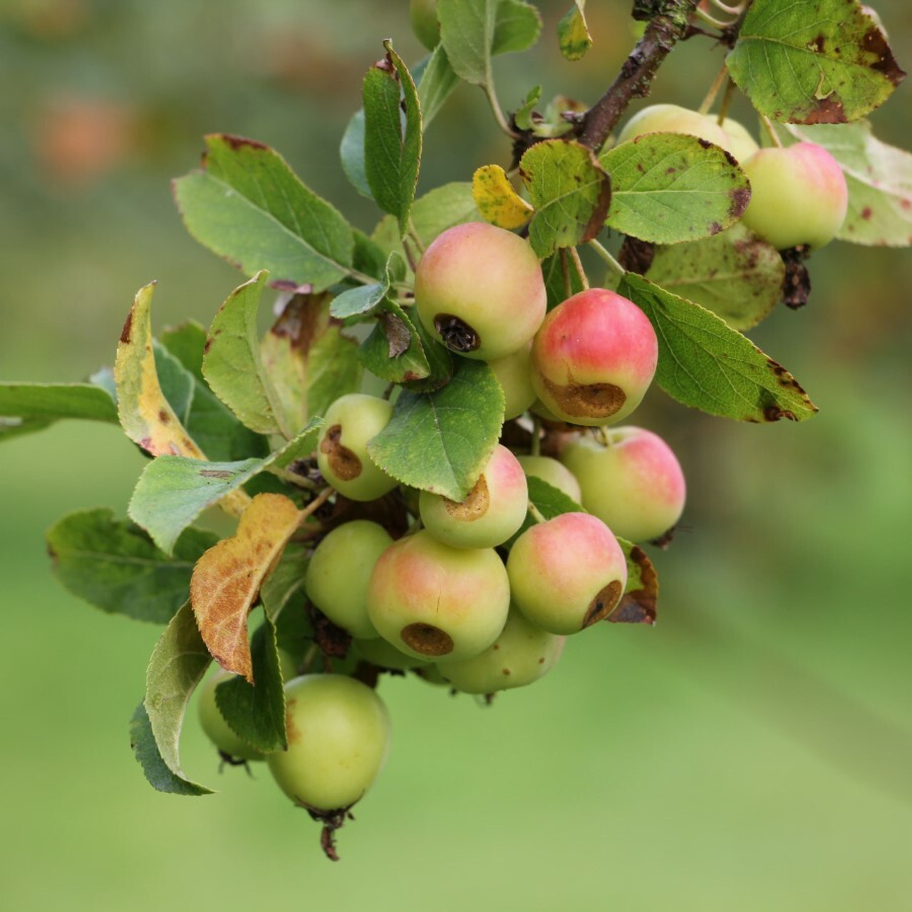 Malus