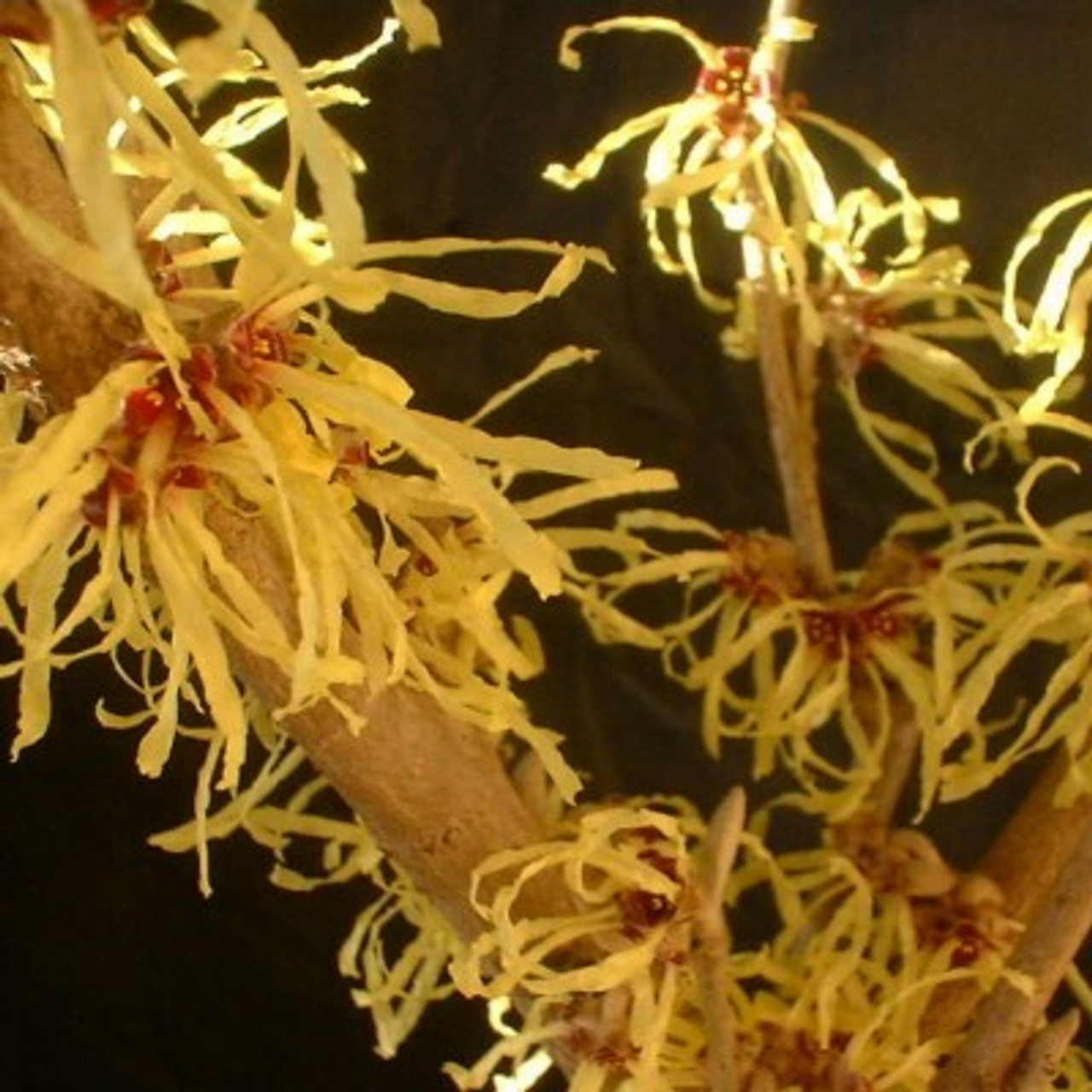 Hamamelis