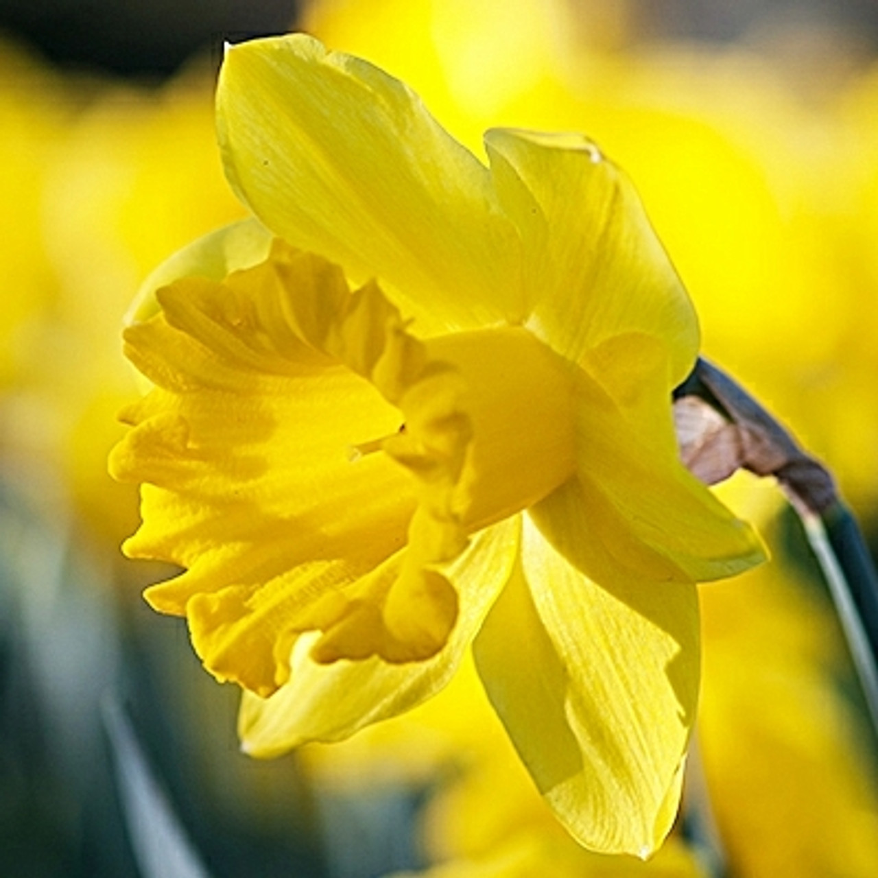 Division 1 - Trumpet Narcissus