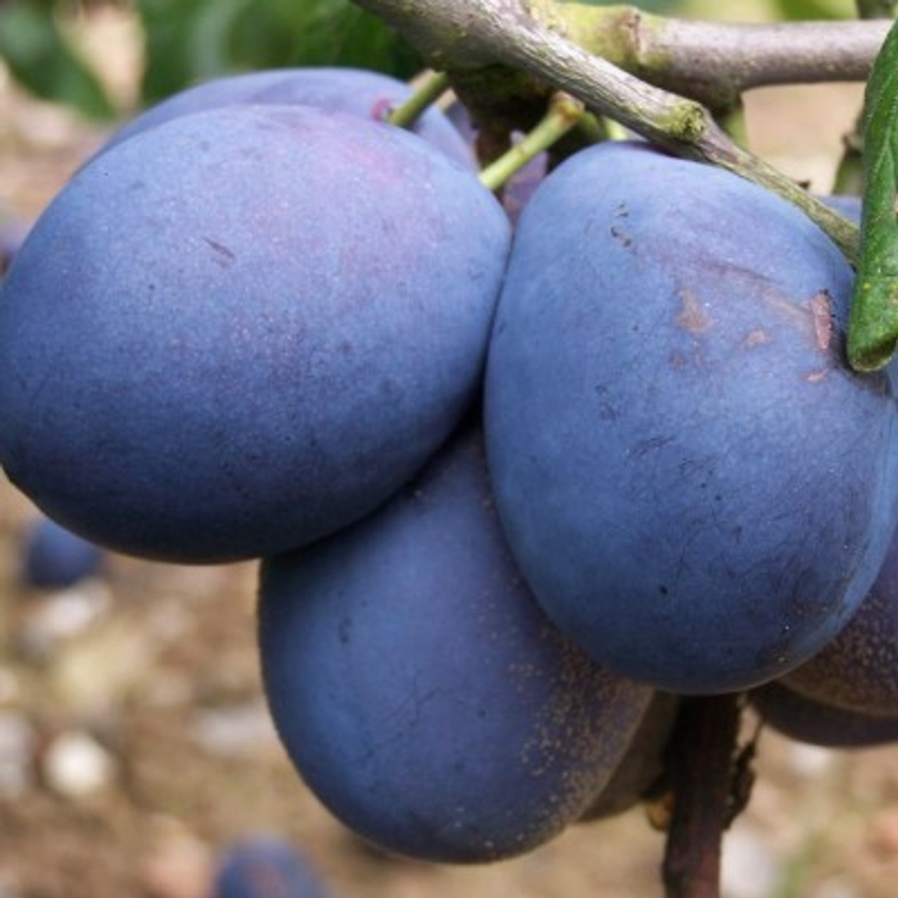Plum Plum