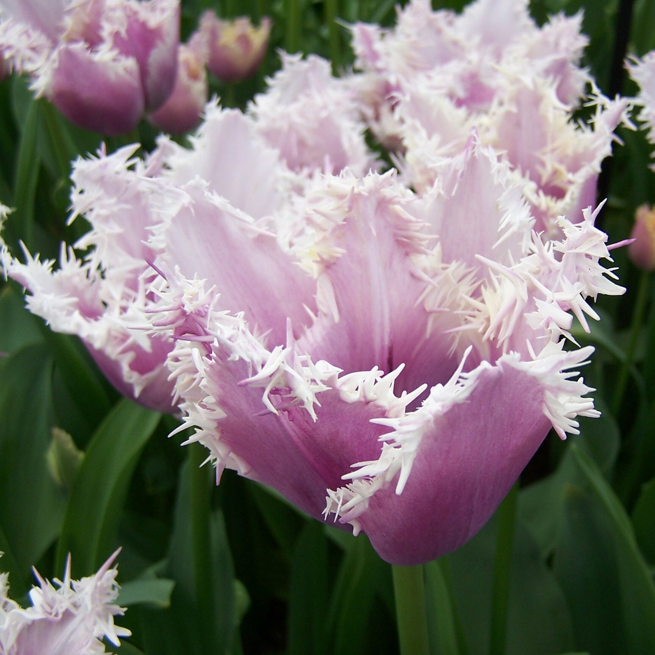 Division 7 - Fringed Tulips Division 7 - Fringed Tulips