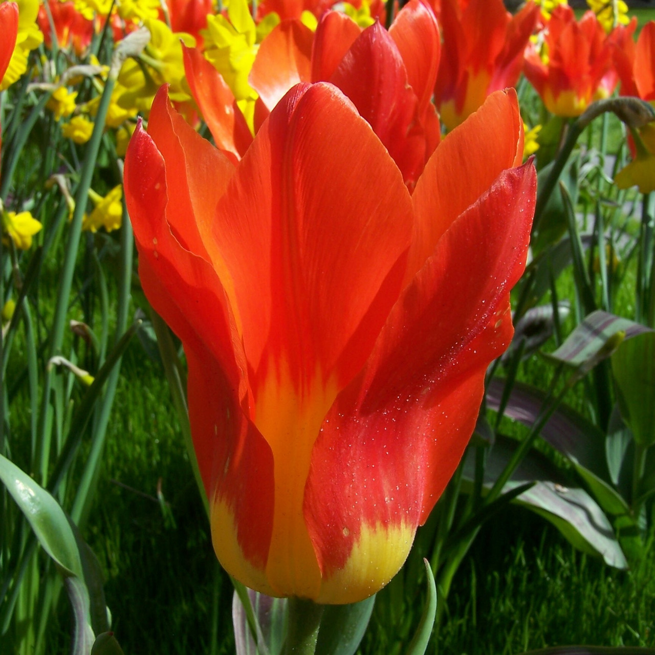 Division 13 - Fosteriana Tulips Division 13 - Fosteriana Tulips
