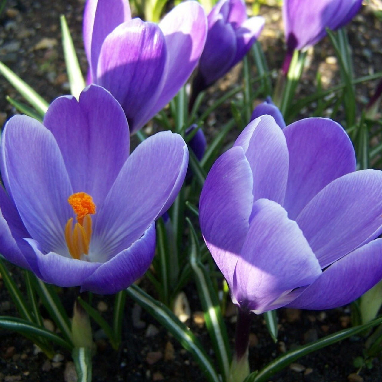 Large Flowered Crocus