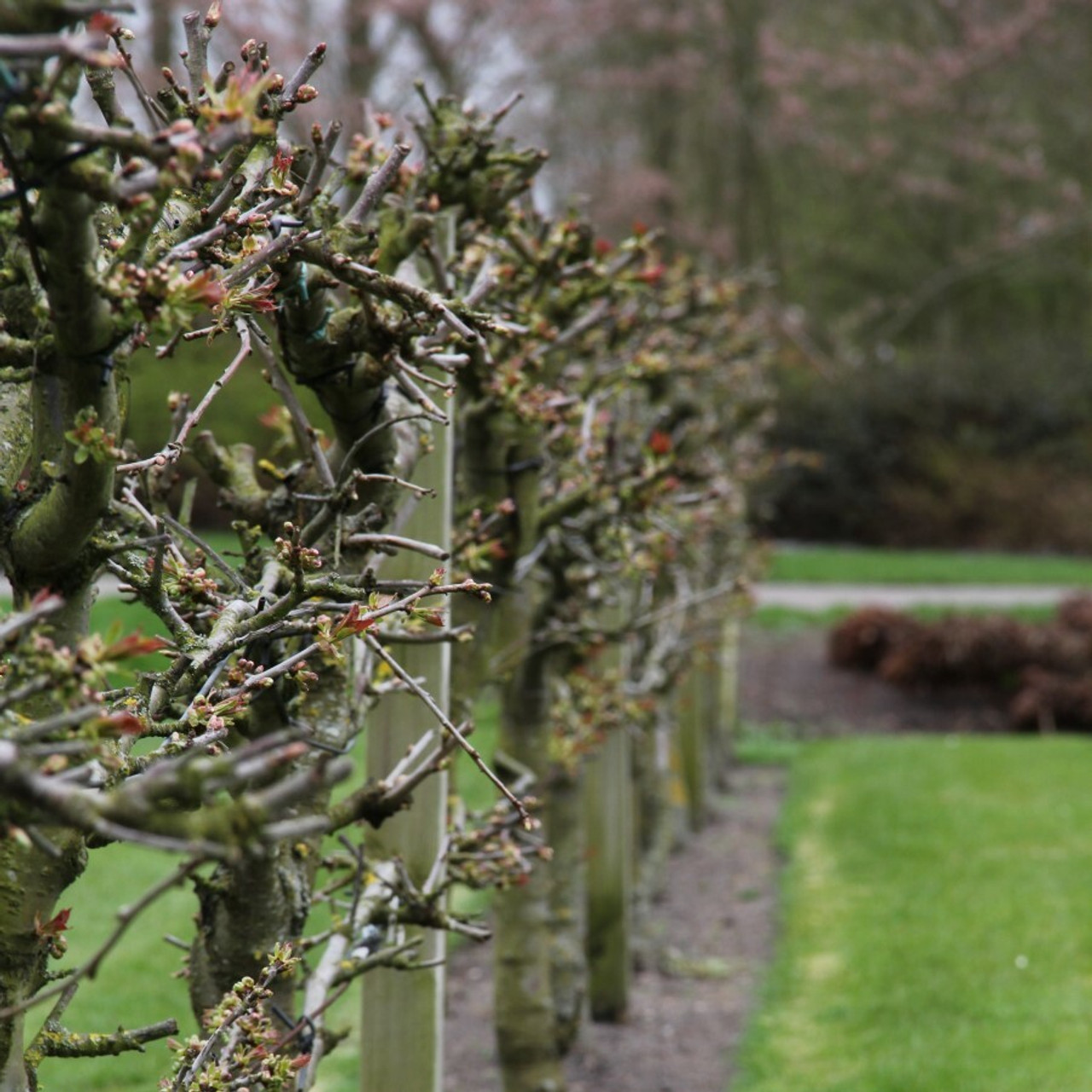 Espalier trained trees