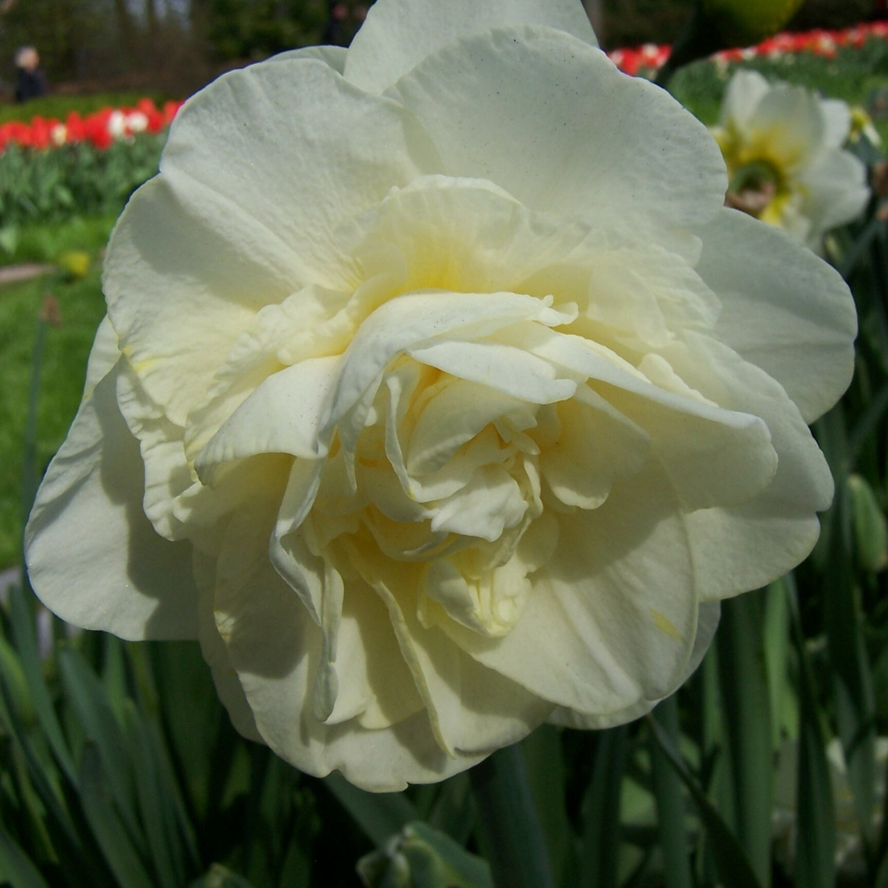 Division 4 - Double Narcissus