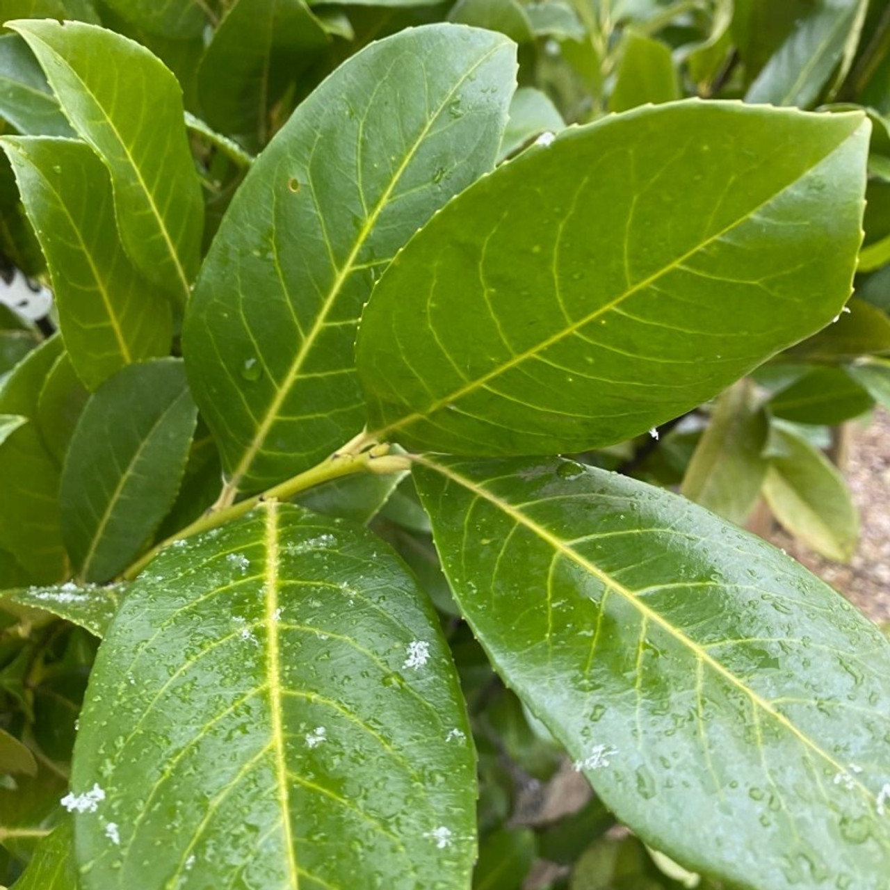 Prunus laurocerasus 'Rotundifolia'