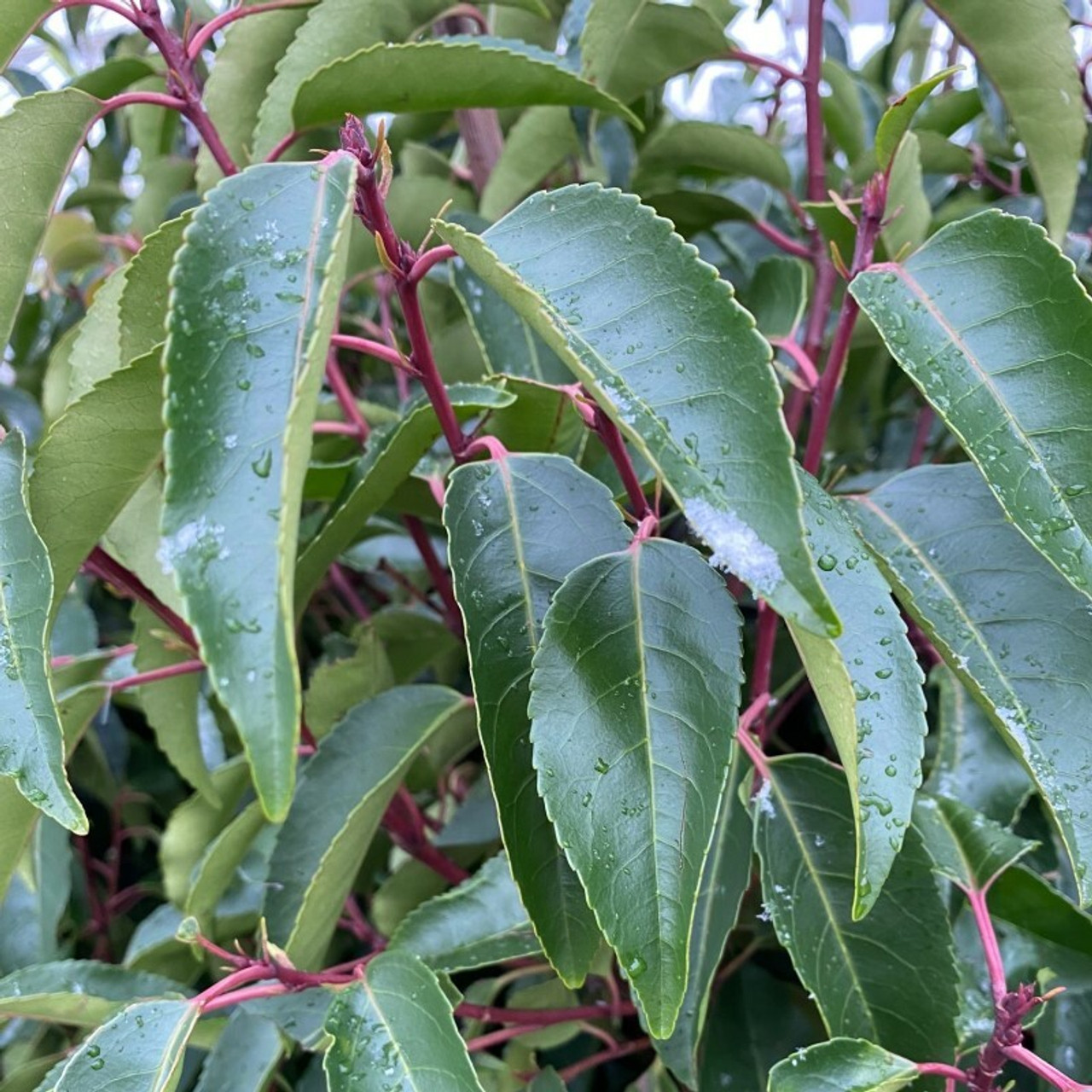 Prunus luscitanica Prunus luscitanica