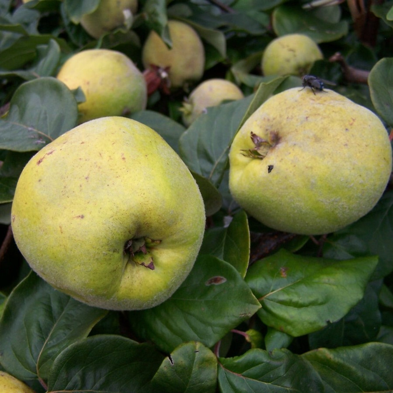 Quince Quince