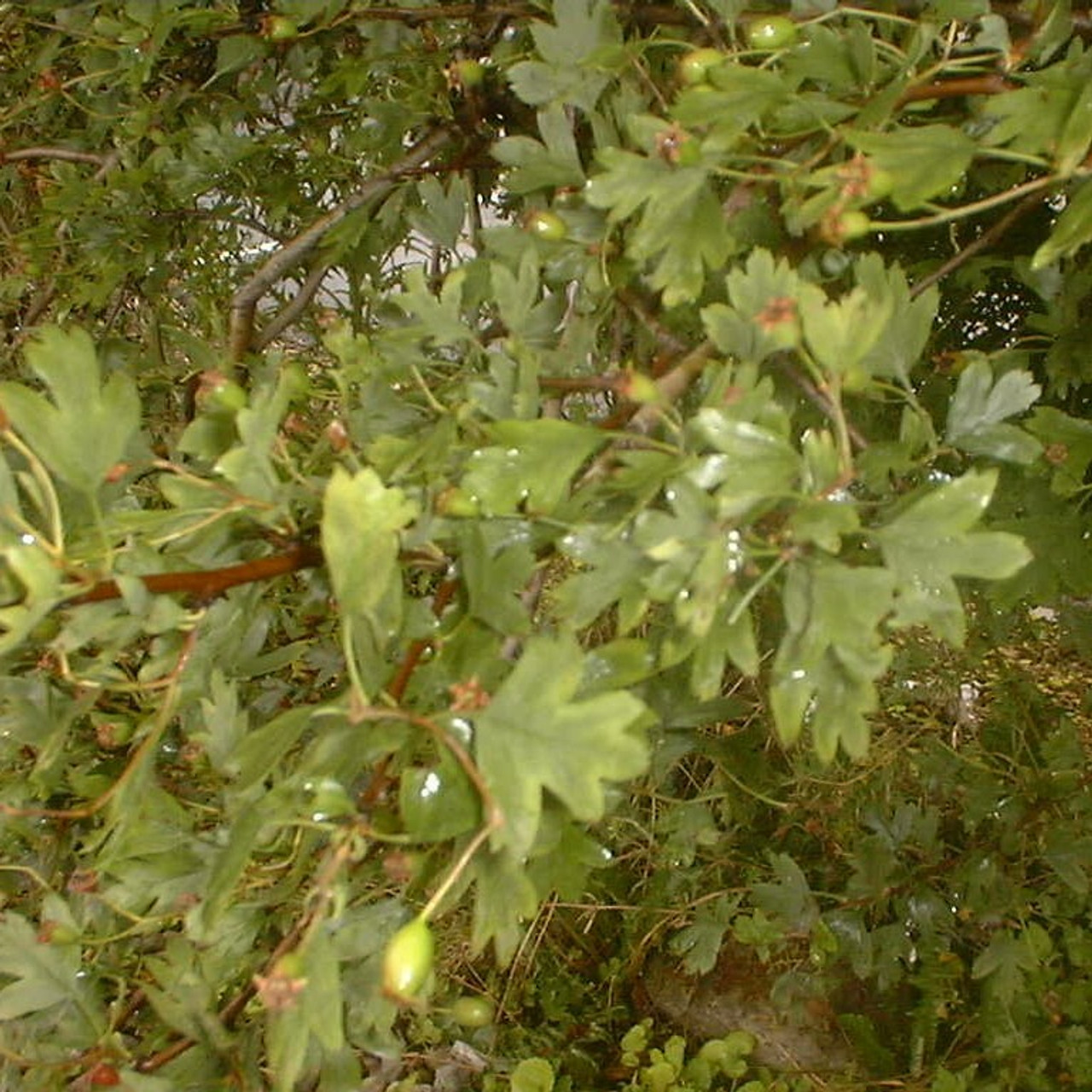 Crataegus monogyna Crataegus monogyna
