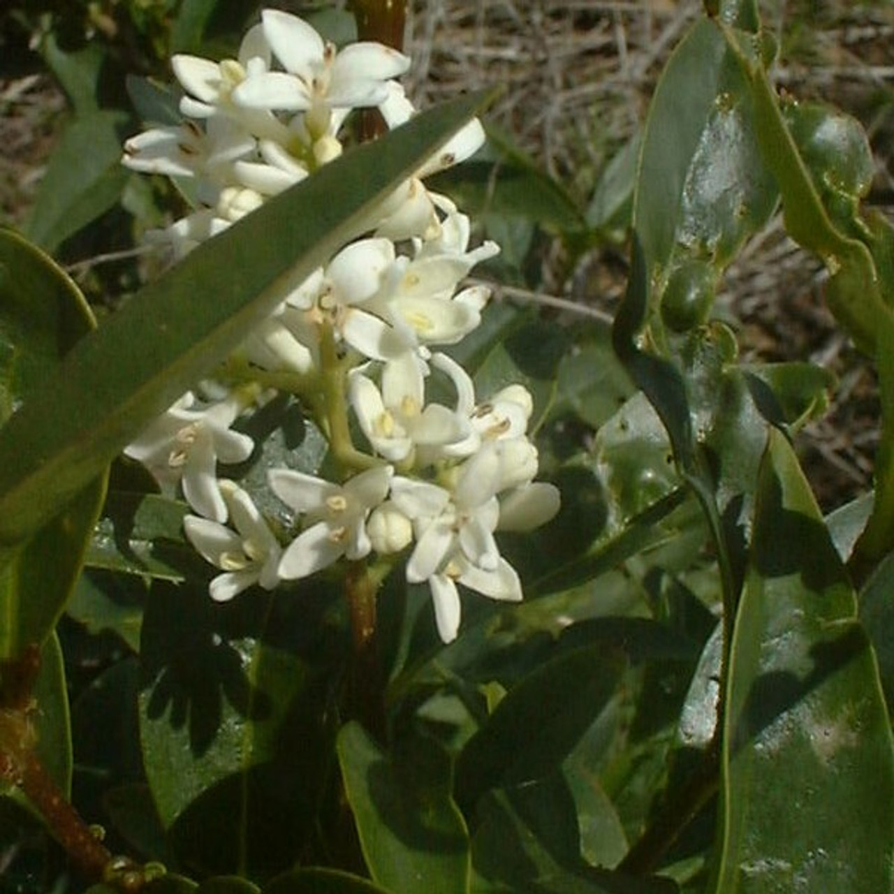 Privet, Common Privet, Common