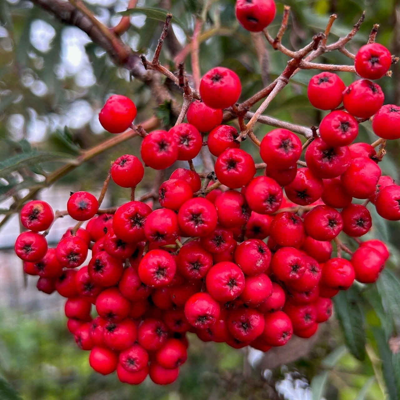 Sorbus