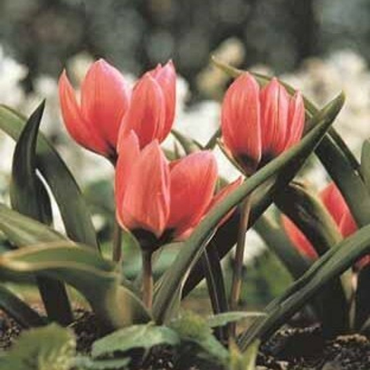 Division 15 - Species Tulips