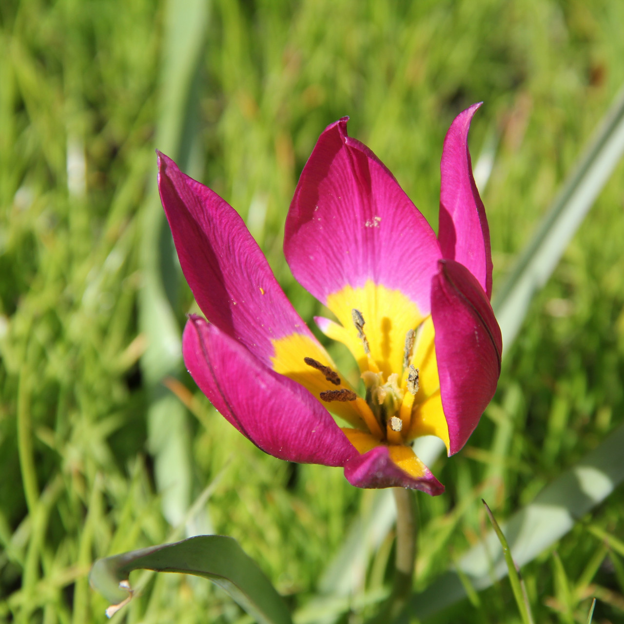 Division 15 - Species Tulips and their cultivars