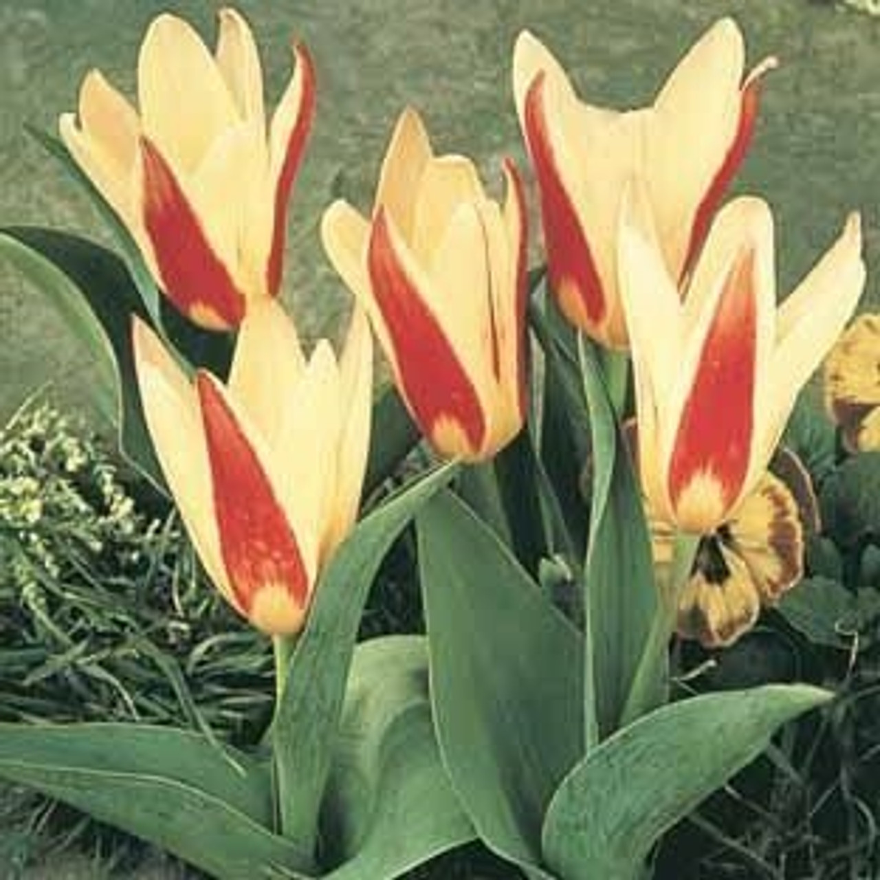 Division 12 - Kaufmanniana Tulips