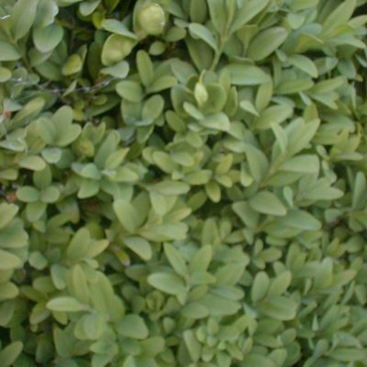 Buxus