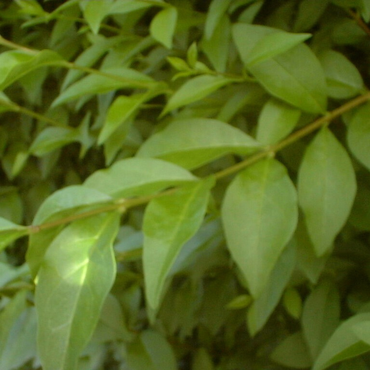 Privet, Oval Leaved Privet, Oval Leaved