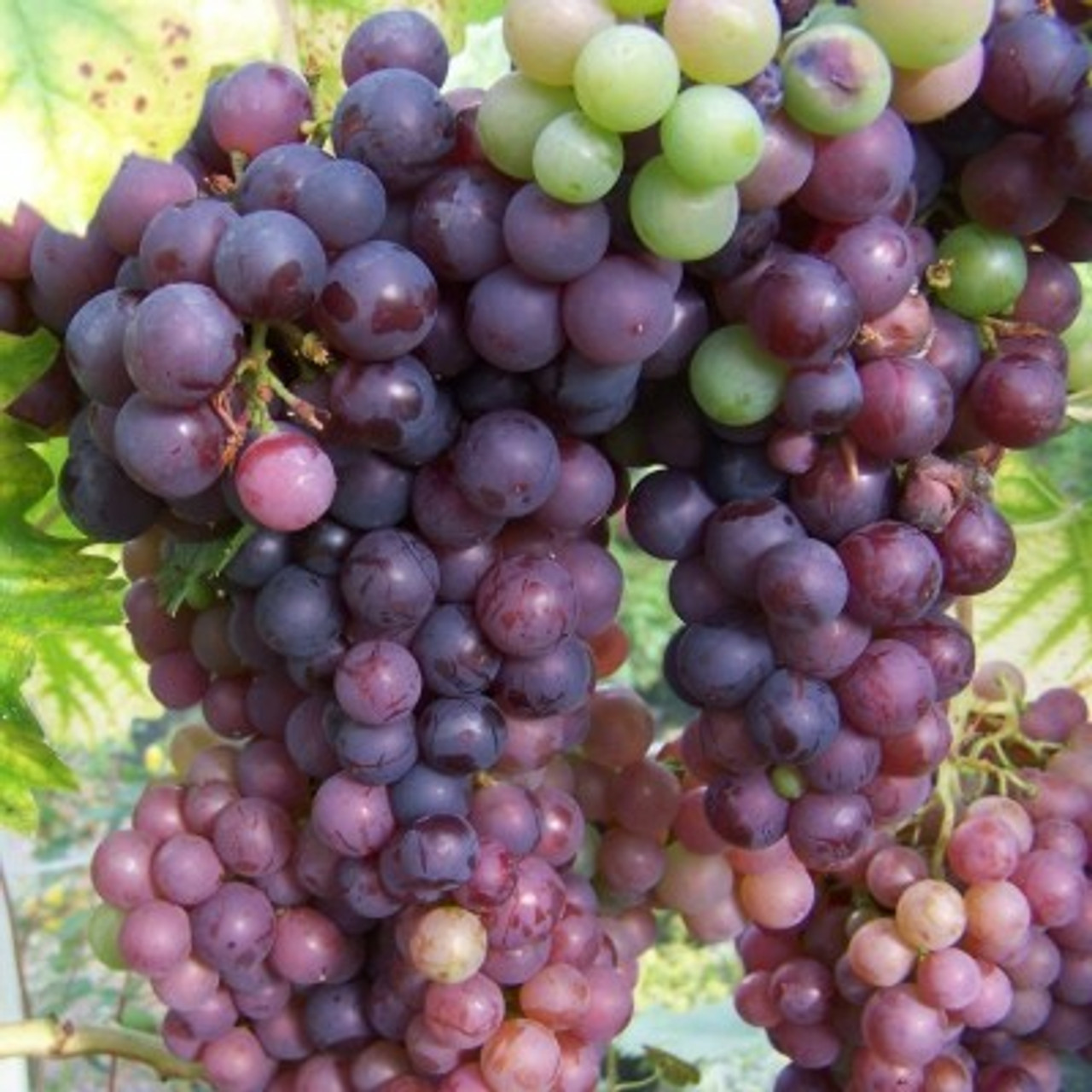 Grape