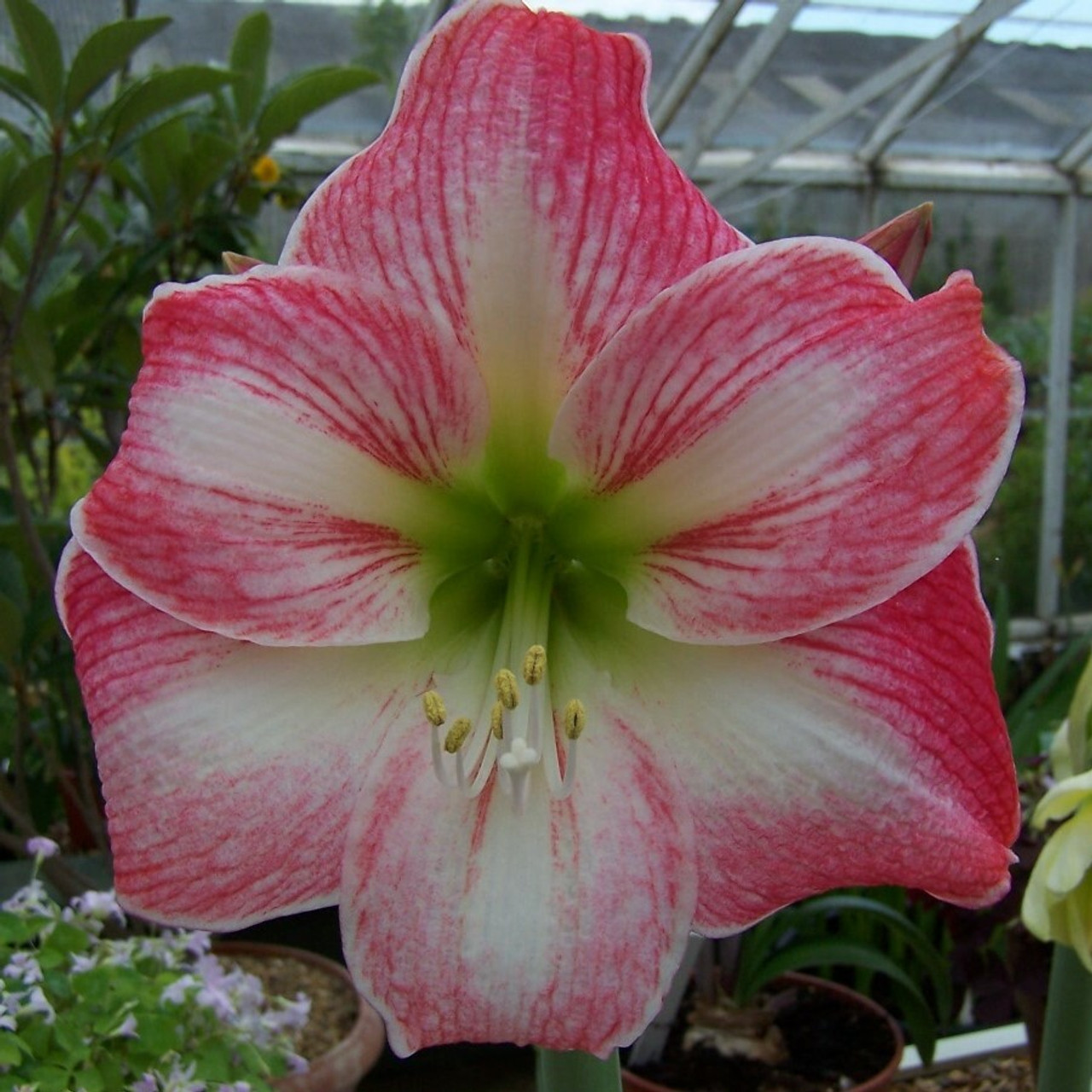 Hippeastrum